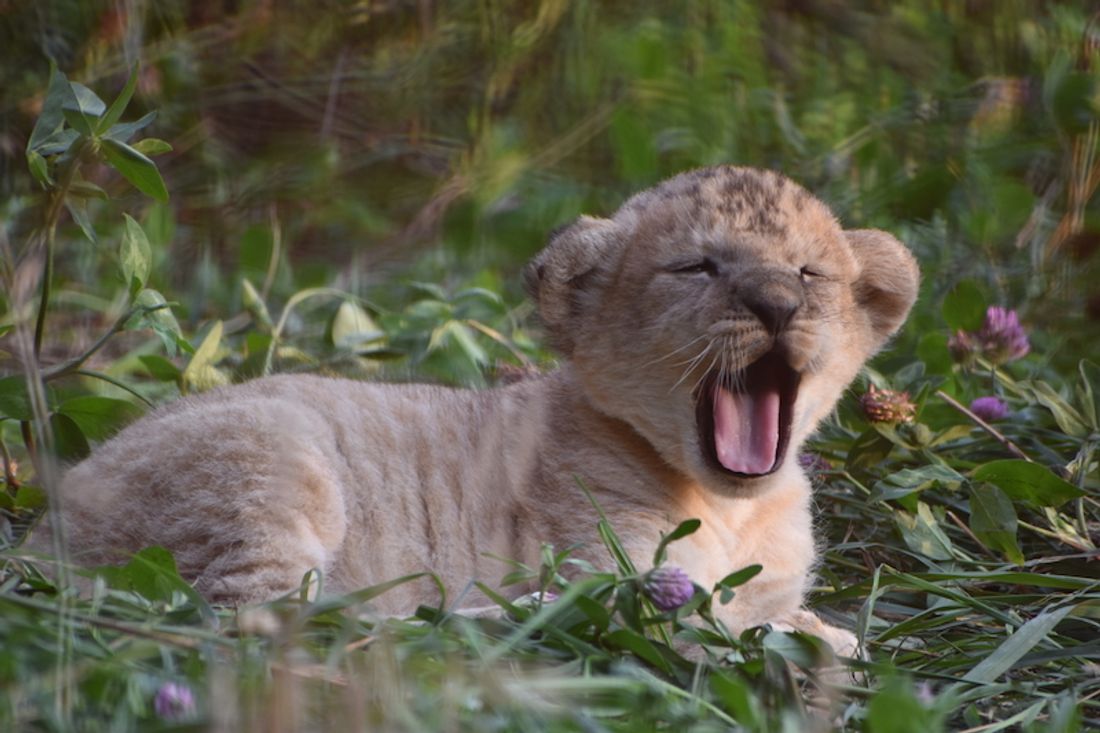 Un premier bébé lion au Bioparc de Doué-la-Fontaine (photos)